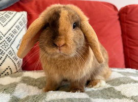 Beautiful mini lop boy looking for his forever home