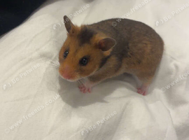 Female Syrian hamster