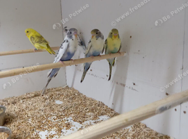 Baby budgies for sale &pound;20 each