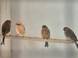 Canary birds for sale