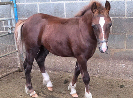 Registered Welsh Sec  C colt foal