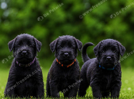 2 MALES AND 1 FEMALE LEFT