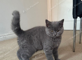 British Blue Shorthair Male