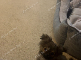 Male Pom pup