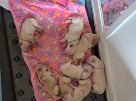Show & Field Champion Heritage pups born yesterday 4 girls and 4 boys