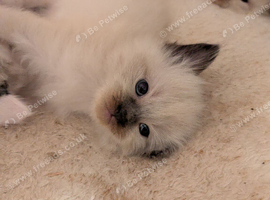 Pedigree Ragdoll mix litter ready 13 October