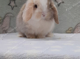 Beautiful mini lop rabbits
