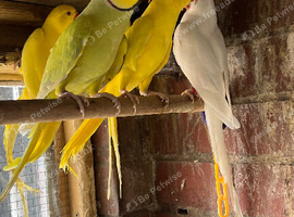 Ringnecks & Lovebirds