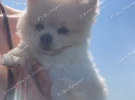 Toy Pomeranian 11months boy
