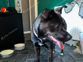 Urgent rehome. 9 month old cane corso cross husky