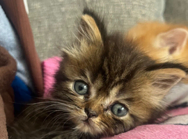 Ragdoll cross Maine coon/exotic Persian
