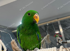 Ready Now Baby Handreared Tame Eclectus Parrot,8