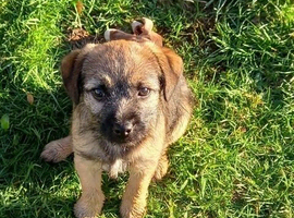 Border terrier pup's two dogs & two biches.