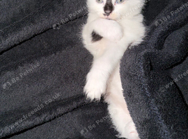 Kitten