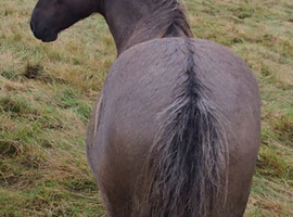 Beautiful Dun Yearling