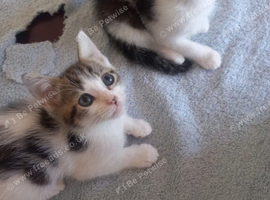 Kittens for sale