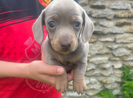 MINATURE DASCHSHUND PUPPIES READY TO GO NOW