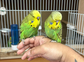 Budgies Hand Tamed