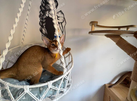 beautiful abyssinian kittens