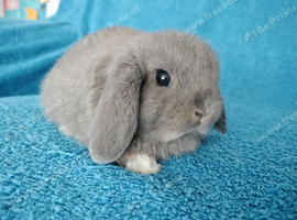 Selection of mini lop babies available