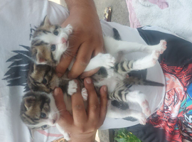 Little kitten