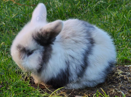 Pedigree mini lop bunnies