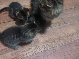 Mixed Breed Siberian and Russian Black