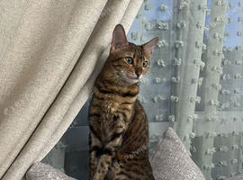 Bengal adult