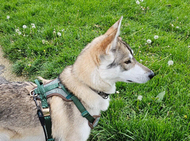 Inuit X Timber Wolfdog