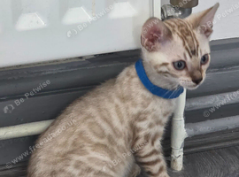 Snow bengal tica active kittens