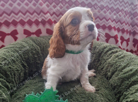 Cavalier King Charles Spaniel!