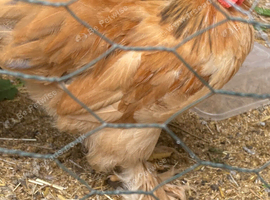 Young pilkie rooster