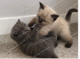 Main coin and Siamese
