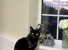 2 year old female