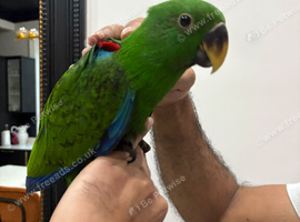 17 weeks old Eclectus Male.
