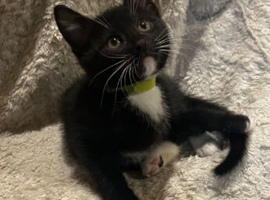 Maine coon tuxedo male kitten