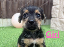 Jack Russell puppies !!!