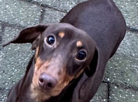 KC Stunning chocolate & Tan Mini Dachshund