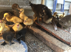 4 x Cayuga Ducklings, 5 Days Old