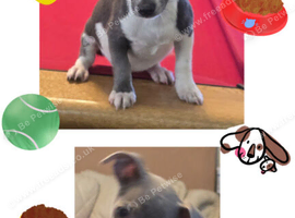 Jack Russell puppies *2 LEFT*