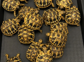 BABY HERMANNS TORTOISE & SET UPS Hermann Tortoise