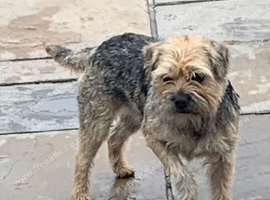 Border terrier