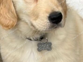 Golden retriever puppy kc reg
