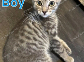 Kittens ready for rehoming