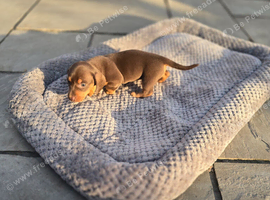 Miniature DACHSHUND