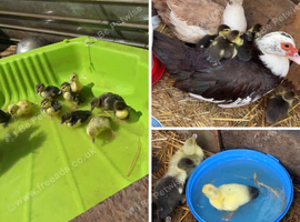 Muscovey ducks