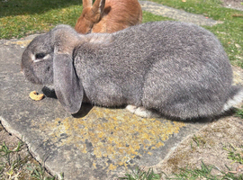2 beautiful bunnies looking to be re homed