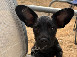 Puppy for sale