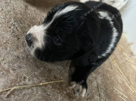 Cocker spaniel cross