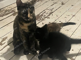 Cat to rehome